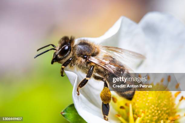 bee on dandelion - honungsbi bildbanksfoton och bilder