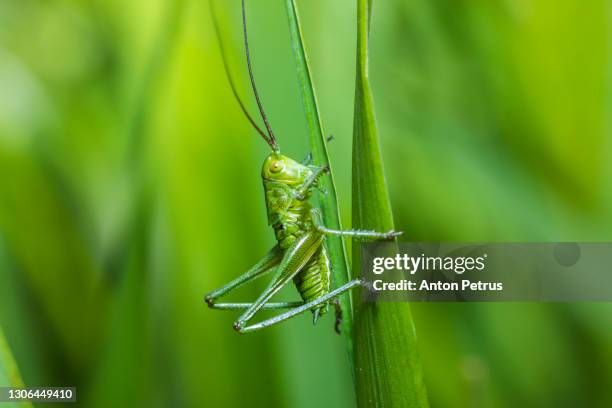 close up view of grasshopper tettigonia viridissima - grashüpfer stock-fotos und bilder