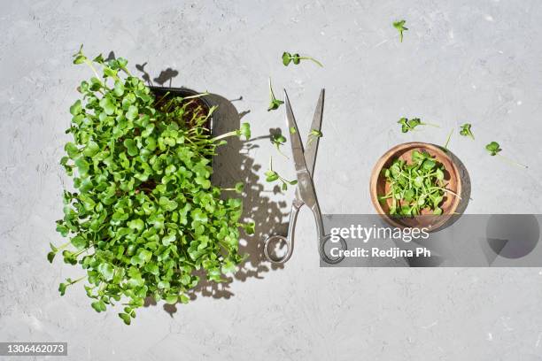 microgreens of radishes in black plastic pot on grey concrete natural background with scissors. growing greens at home for salad. - microgreen stock pictures, royalty-free photos & images