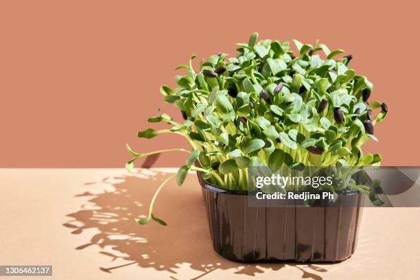 microgreens of sunflowers in black plastic pot on beige natural background. growing greens at home. - microgreen stock pictures, royalty-free photos & images