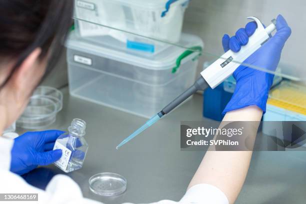 l'assistente di laboratorio aggiunge liquido da una pipetta in una piastra di petri. - stem cells human foto e immagini stock