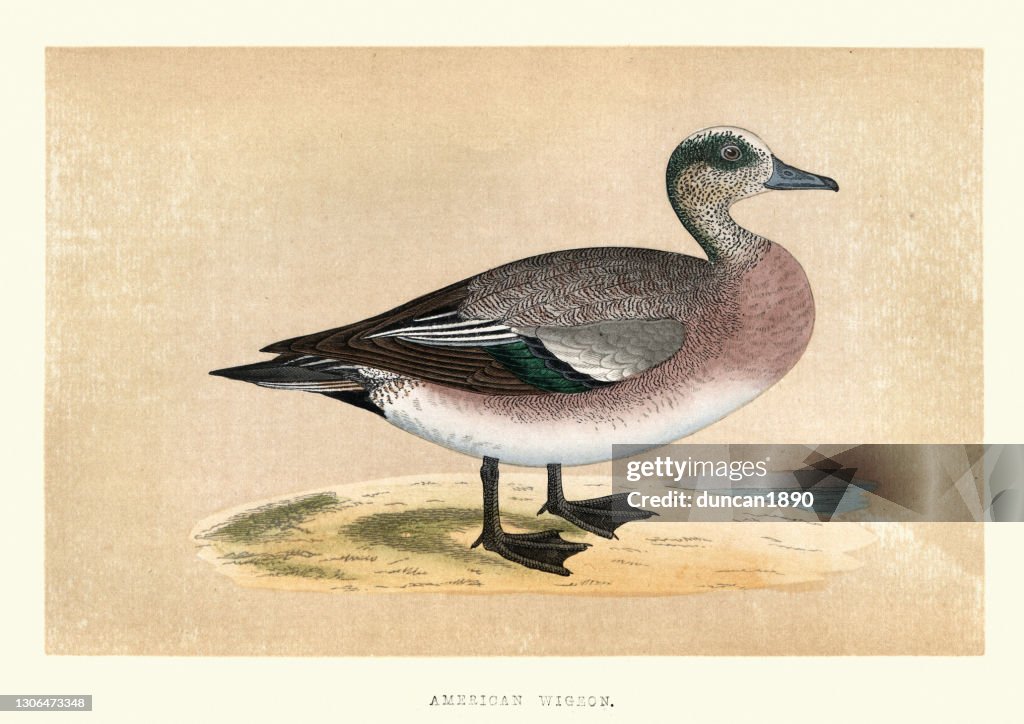 American wigeon (Mareca americana), dabbling duck, Wildlife, Birds, Art Prints