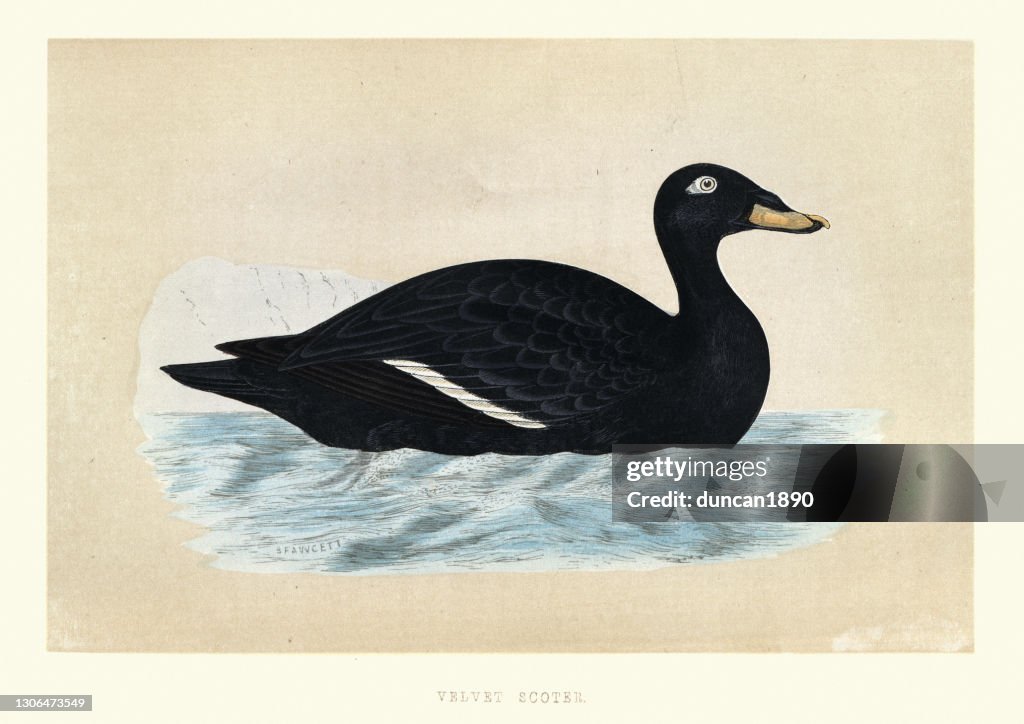 Velvet scoter, Melanitta fusca, Wildlife, Birds, Sea ducks, Art Prints