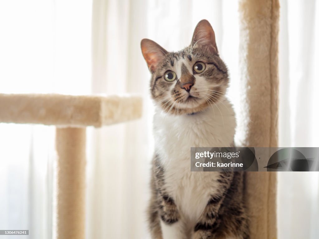 Cat on a cat tower