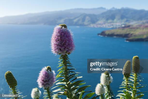 overview of hiking path on ponta de sao lourenco, canical, madeira. - madeira flowers stock-fotos und bilder