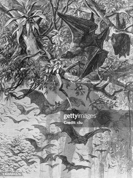 bats and bats - bat animal stock illustrations