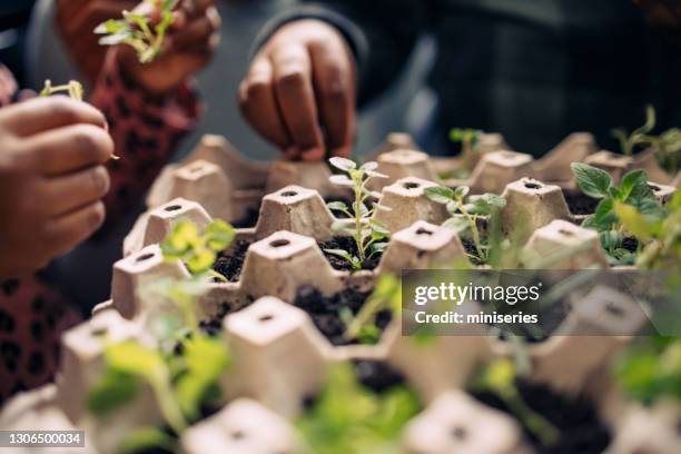 eco-friendly family bonding activity: an anonymous mother, daughter and son planting seeds in an egg carton - biodegradable stock pictures, royalty-free photos & images