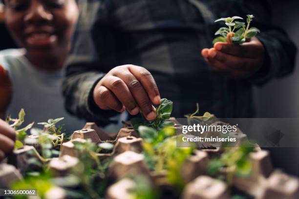 milieuvriendelijke familiebindingsactiviteit: een anonieme moeder, dochter en zoon die zaden planten in een eierkarton - plateau stockfoto's en -beelden