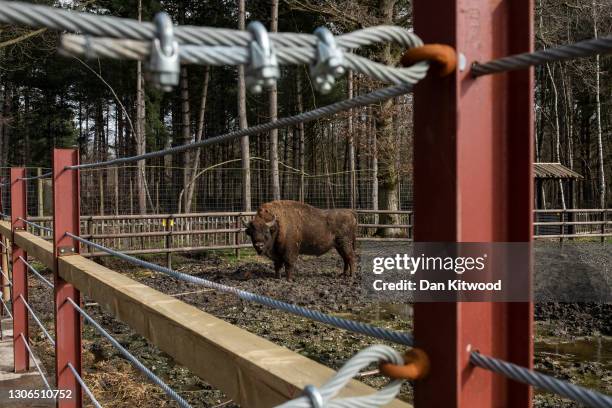 European Bison in its enclosure at the Wildwood Trust on March 11, 2021 in Canterbury, England. The Wildwood Trust charity near Canterbury in Kent,...