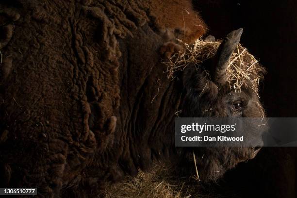 European Bison in its enclosure at the Wildwood Trust on March 11, 2021 in Canterbury, England. The Wildwood Trust charity near Canterbury in Kent,...