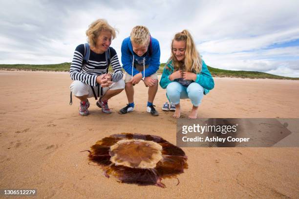 lions mane jellyfish, cyanea capillata, washed ashore on a nothumberland beach. climate change is causing numbers of jellyfish to increase around the world. - lions mane jellyfish - fotografias e filmes do acervo