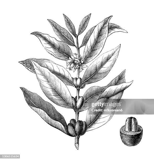 old engraved illustration of a botany - arabian coffee, coffee shrub of arabia, mountain coffee or arabica coffee (coffea arabica) - bean illustration stock pictures, royalty-free photos & images