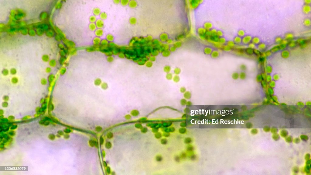 GREEN (PHOTOSYNTHETIC) PLANT CELLS WITH CHLOROPLASTS--CELL IN CENTER SHOWS A NUCLEUS, 200X