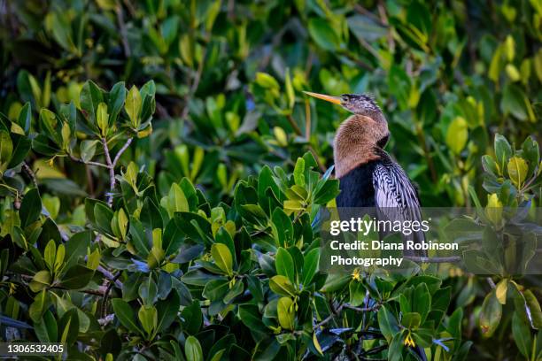 male anhinga perched in a mangrove tree at ten thousand islands national wildlife refuge near naples, florida - anhinga stock pictures, royalty-free photos & images