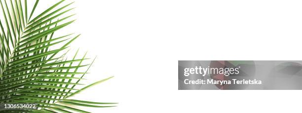 palm leaves on an isolated white background. - palm tree on white stock pictures, royalty-free photos & images