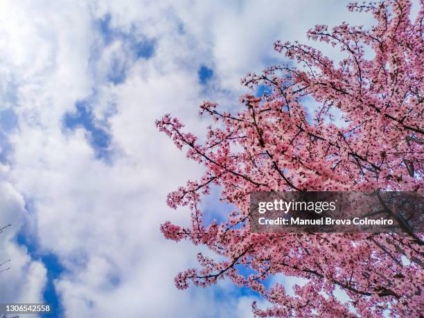 almond tree flowers in bloom - almond blossom stock-fotos und bilder