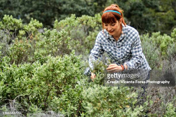 redhead girl picking rosemary with a squared shirt - paisaje no urbano stock-fotos und bilder