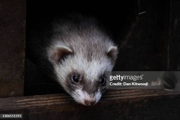 European polecat in its enclosure at the Wildwood Trust on March 11, 2021 in Canterbury, England. The Wildwood Trust charity near Canterbury in Kent,...