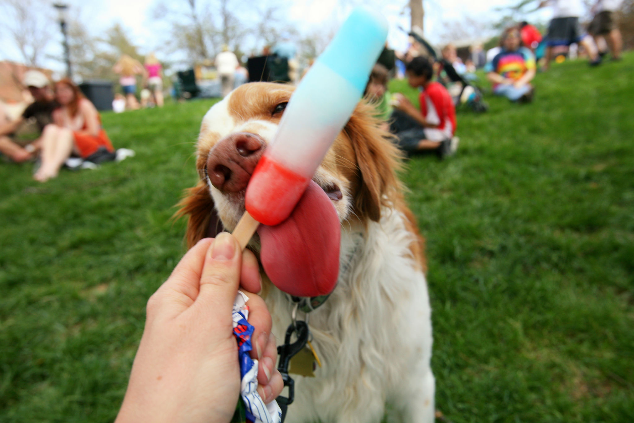 pet festival