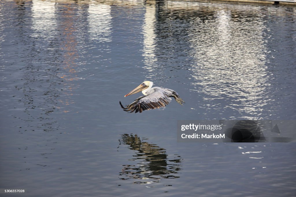 Pelican