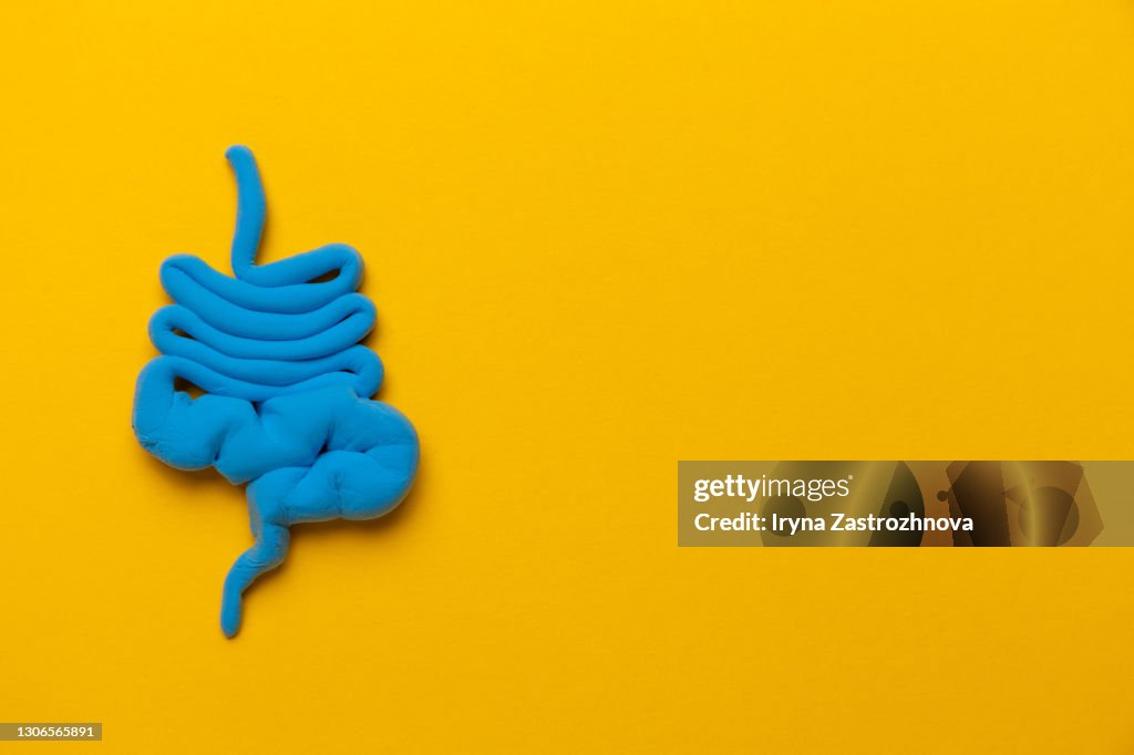 Bowel model on yellow background. Irritable Bowel Syndrome. Copy space for text