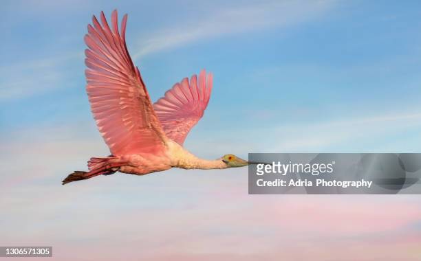 beautiful roseate spoonbill in flight - rosalöffler stock-fotos und bilder