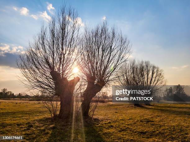 sun beaming through willow tree twigs in rural area. - pollard willow stock pictures, royalty-free photos & images