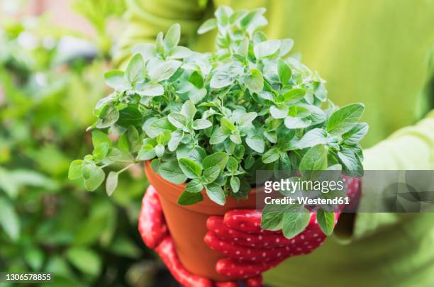 hands of woman wearing gardening gloves holding potted oregano (origanum vulgare) - oregano stock-fotos und bilder