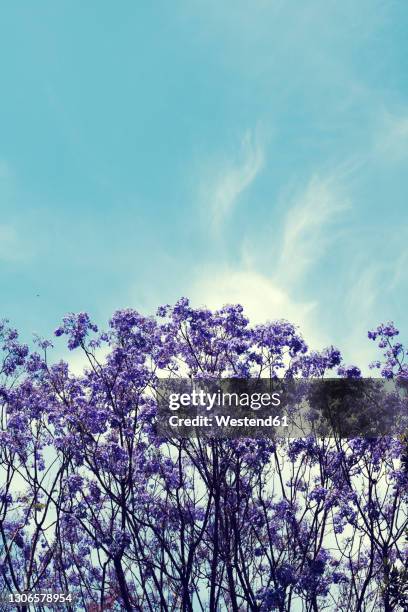 blossoming jacaranda treein spring - ジャカランダの木 ストックフォトと画像