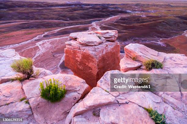 bushes on rock at petrified forest, national park, arizona, usa - 化石の森国立公園 ストックフォトと画像