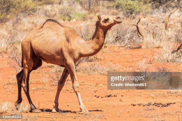 dromedary (camelus dromedarius) walking in uluru-kata tjuta national park - uluru kata tjuta national park stock pictures, royalty-free photos & images