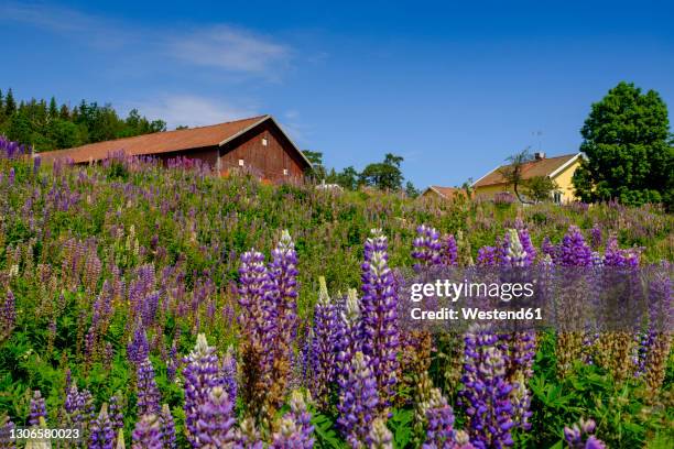 purple lupine blooming in springtime meadow with rustic houses in background - lupin stock pictures, royalty-free photos & images