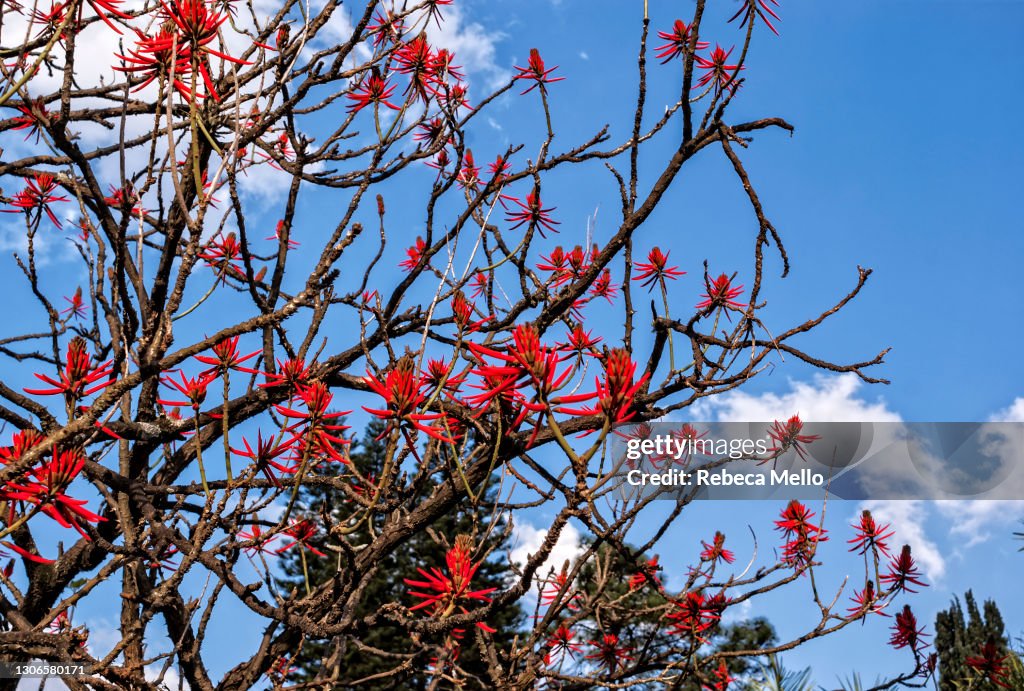 The ivory coral tree, Erythrina speciosa
