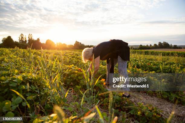 senior woman harvesting strawberries in field - berry picker stock pictures, royalty-free photos & images