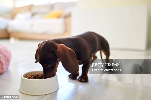 dog eating food at home - dog bowl fotografías e imágenes de stock