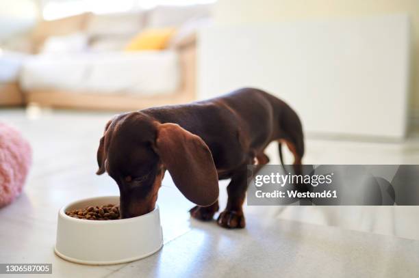 dog eating food at home - hondenbak stockfoto's en -beelden