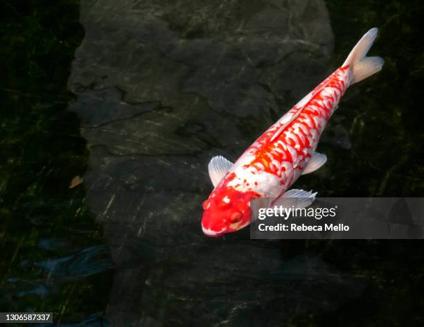 red and white carp swimming in transparent water - koi carp stock pictures, royalty-free photos & images