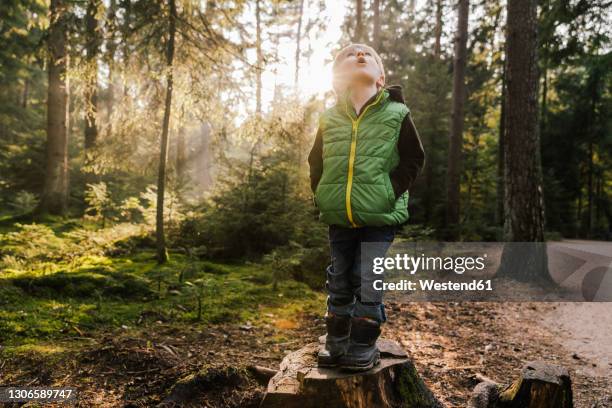 surprised boy looking up while standing on tree stump in forest - baumstumpf stock-fotos und bilder