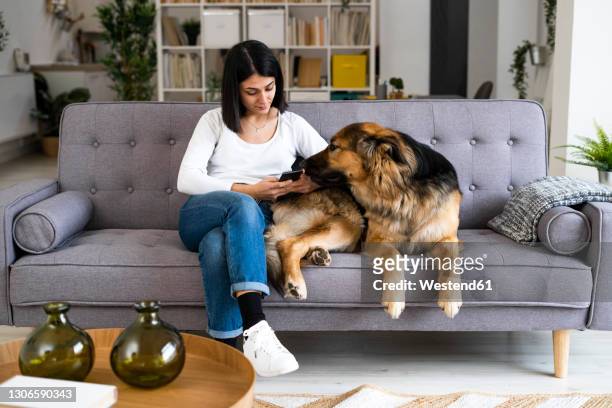 young woman using mobile phone while sitting with pet dog on sofa in living room - german shepherd sitting stock pictures, royalty-free photos & images