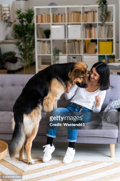 smiling young woman playing with dog while sitting on sofa in living room - pastore tedesco foto e immagini stock