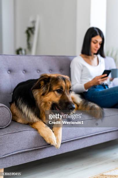 german shepherd sitting on sofa with woman using mobile phone - german shepherd sitting stock pictures, royalty-free photos & images