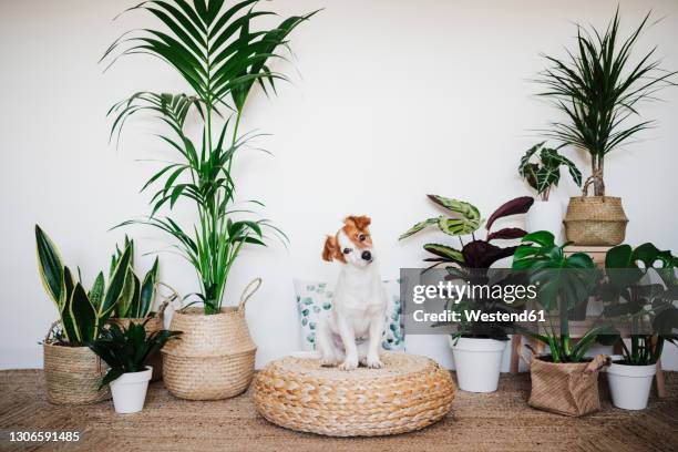 dog staring while sitting on ottoman stool by houseplant decor at home - head cocked stock pictures, royalty-free photos & images