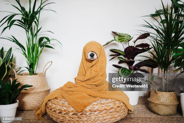 playful dog wrapped in blanket sitting on ottoman stool by houseplant at home - wrapped in a blanket stockfoto's en -beelden