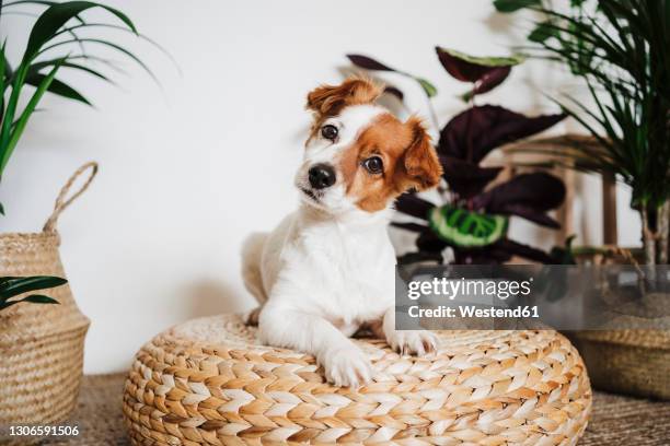 cute dog resting on ottoman stool by plant at home - hoofd schuin stockfoto's en -beelden