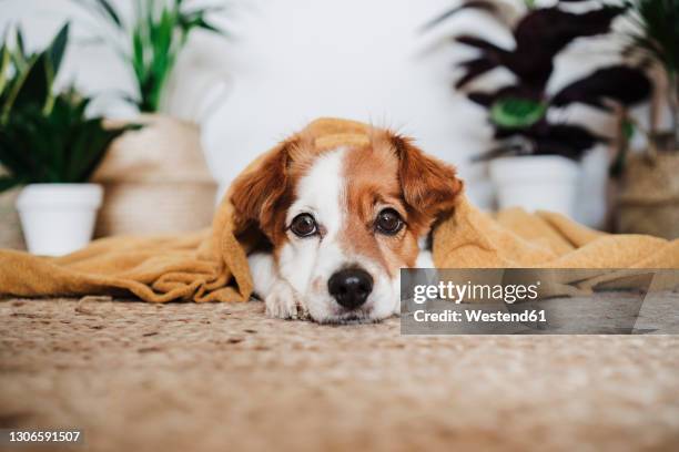 dog with blanket relaxing while lying on carpet at home - dog carpet stock pictures, royalty-free photos & images