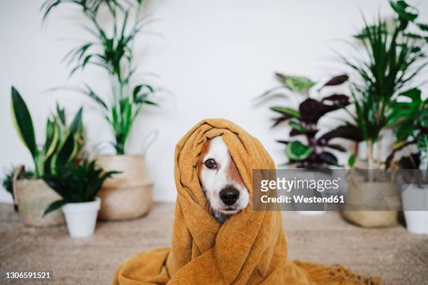 playful dog covered in blanket sitting at home - deken stockfoto's en -beelden