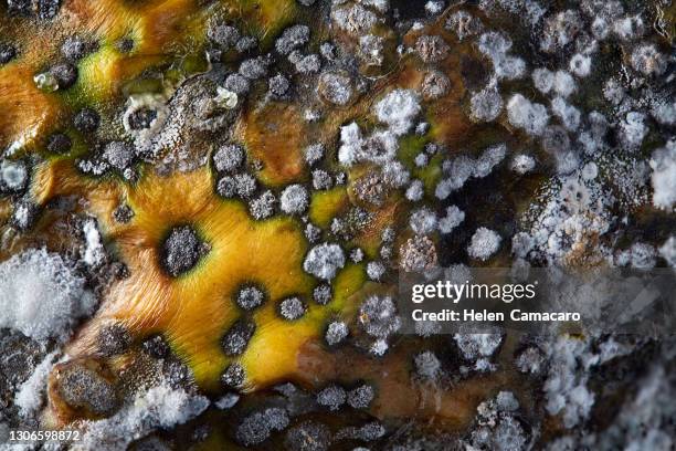 Pretty Mold Rotten Die Mold Photos and Premium High Res Pictures - Getty Images