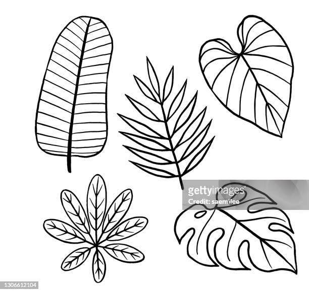 tropical leaves drawing - jungle tree cartoon stock illustrations