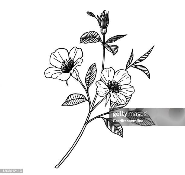 hand drawn flowers - black and white flower tattoo designs stock illustrations