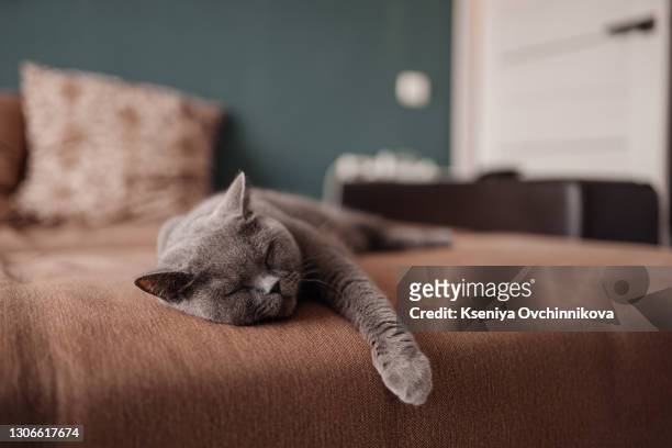 lazy british short hair cat sleeping on a couch in a flat in edinburgh, scotland, with her face squashed as she is fully relaxed - short hair photos et images de collection